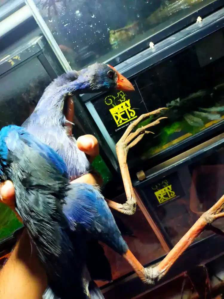 Burung mandar biru dewasa