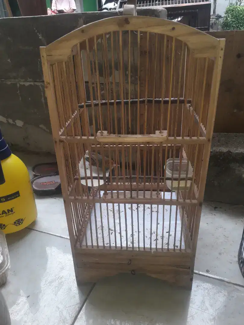 Prenjak atas Jantan fset di BSD