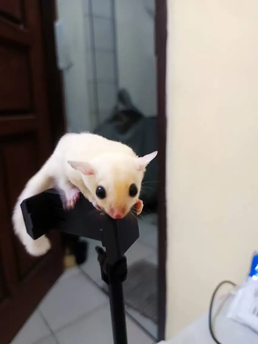Joey sugar glider