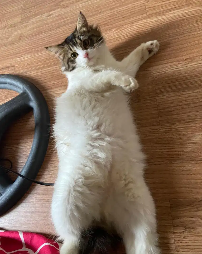 kucing anggoraa
