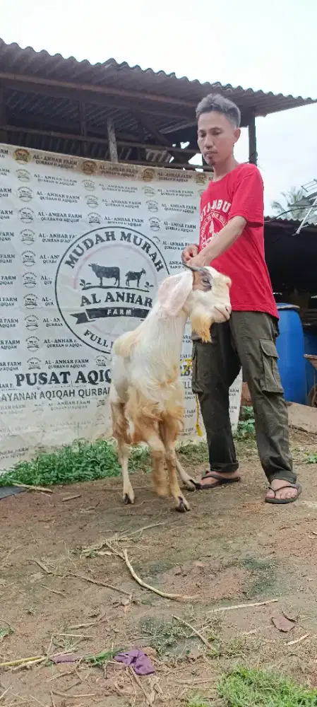 kambing kurban warna putih