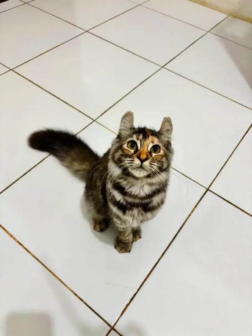 Kucing american curl / kitten acl / American curl / curl