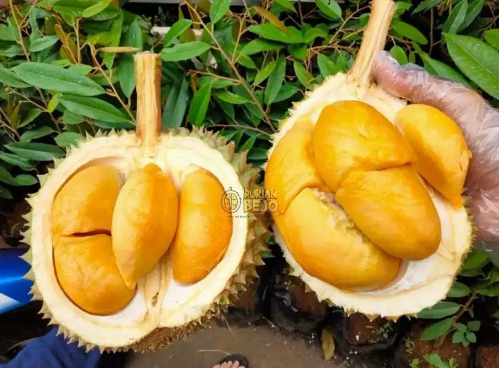 Bibit Durian Blacktorn Asli