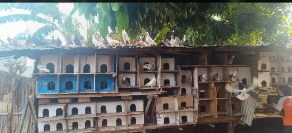 Burung dara borongan