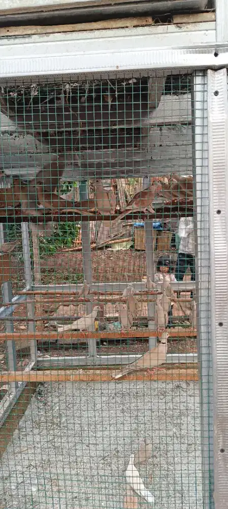 Burung puter borongan