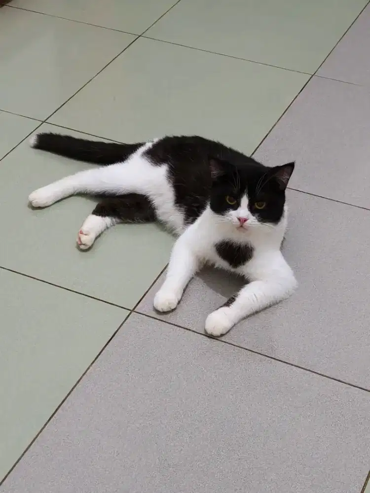 Kucing Scottish x BSH Jantan bicolor