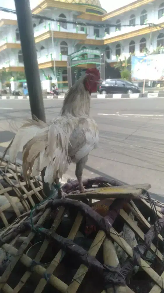 Menjual ayam kampung