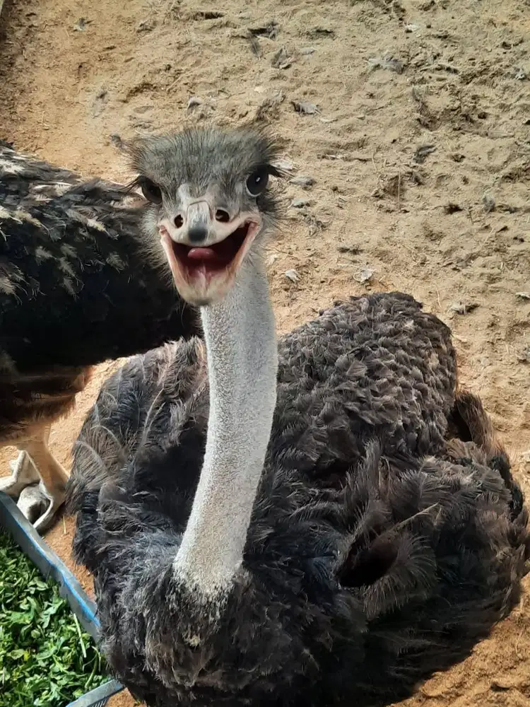 OSTRICH (BURUNG UNTA) HOBBY KEKINIAN !!!