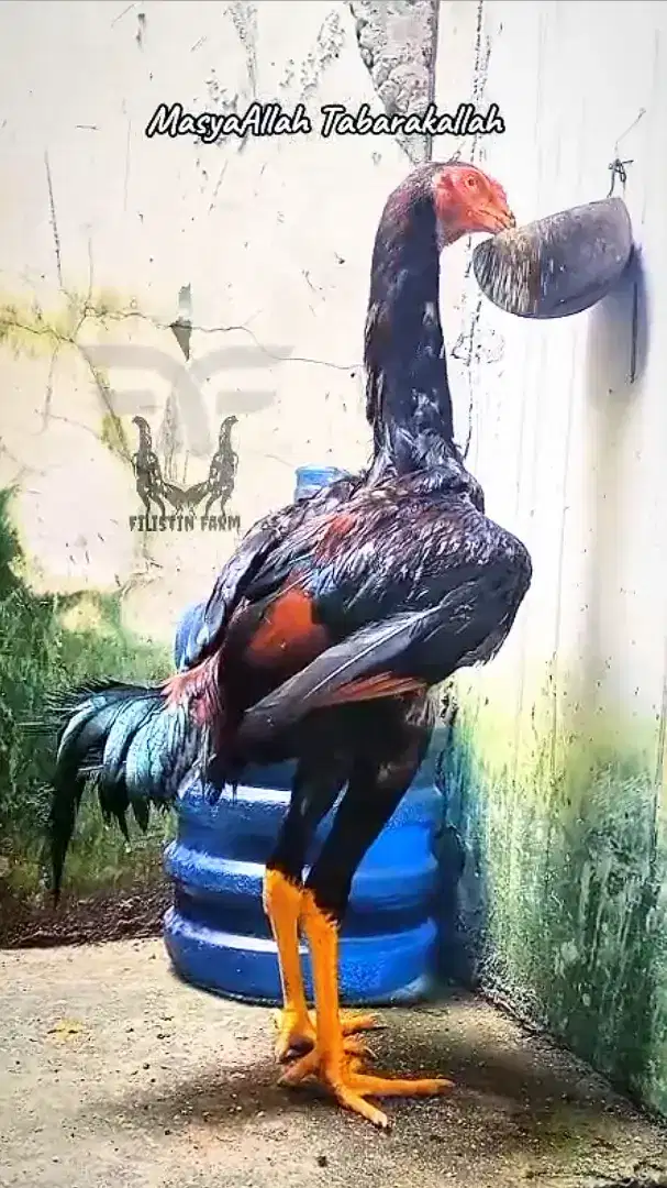 Ayam Shamo calon Tinggi Besar