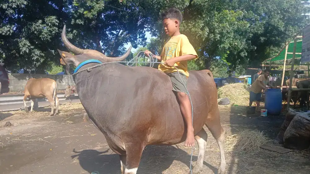 Menjual hewan qurban sapi