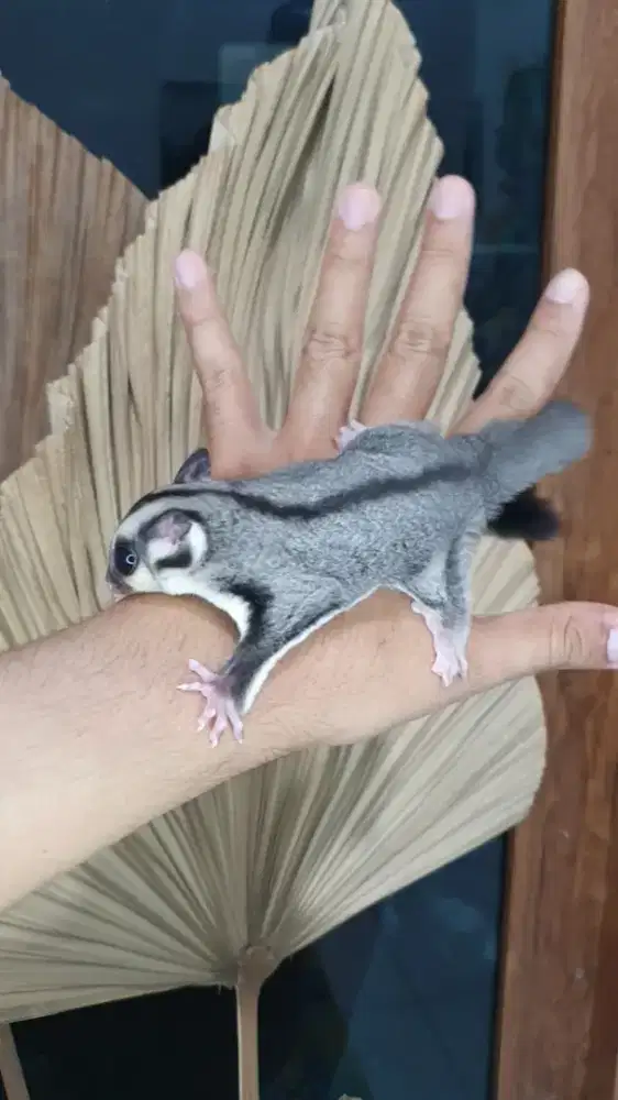 Sugarglider clasikgrey 2 bulan