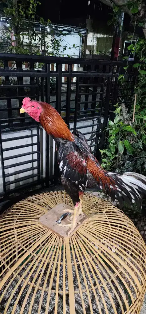 Ayam Bangkok umur -+ 2 tahun