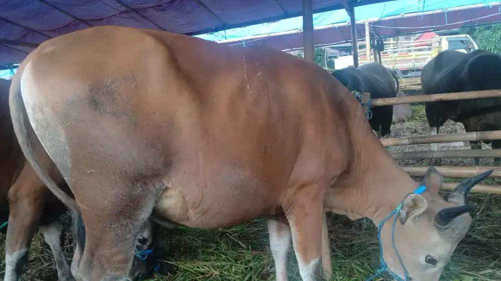 Menjual sapi gemuk murah