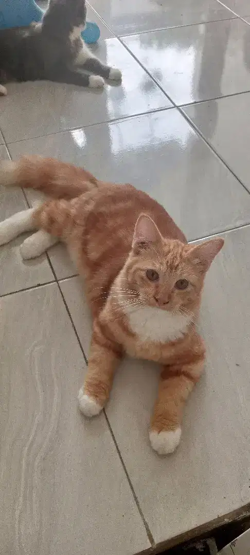 Lepas adopt mix persia cat