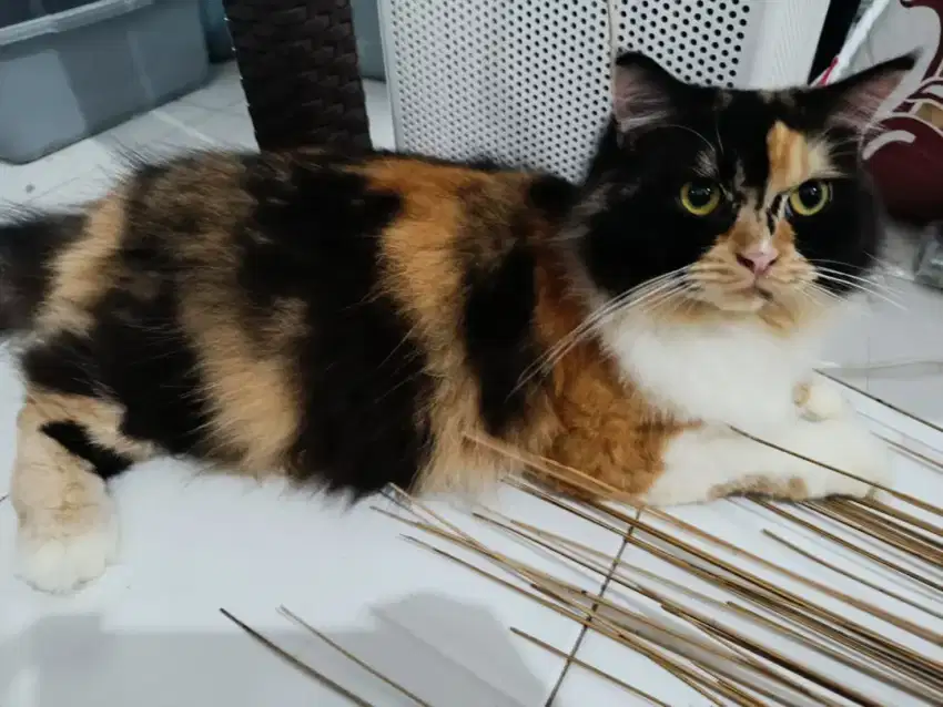 Kucing Persian calico
