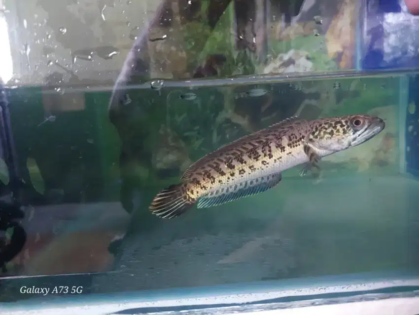 ikan Channa Auranti WC 7-16cm Belum Flering