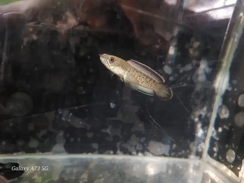 ikan Channa Stewarti 8-9cm Flering Tipis