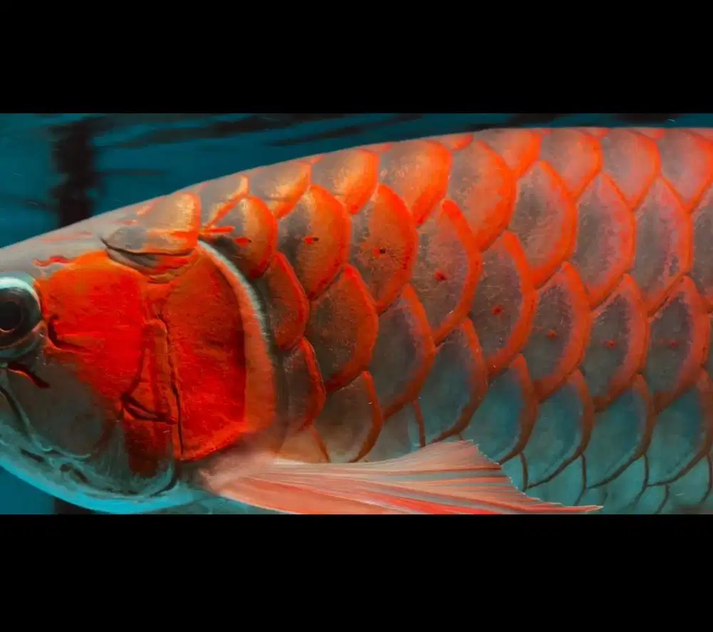 Ikan arwana super red spauk 55cm