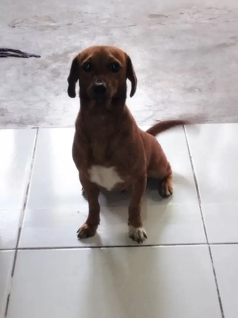 Anjing sosis mix
