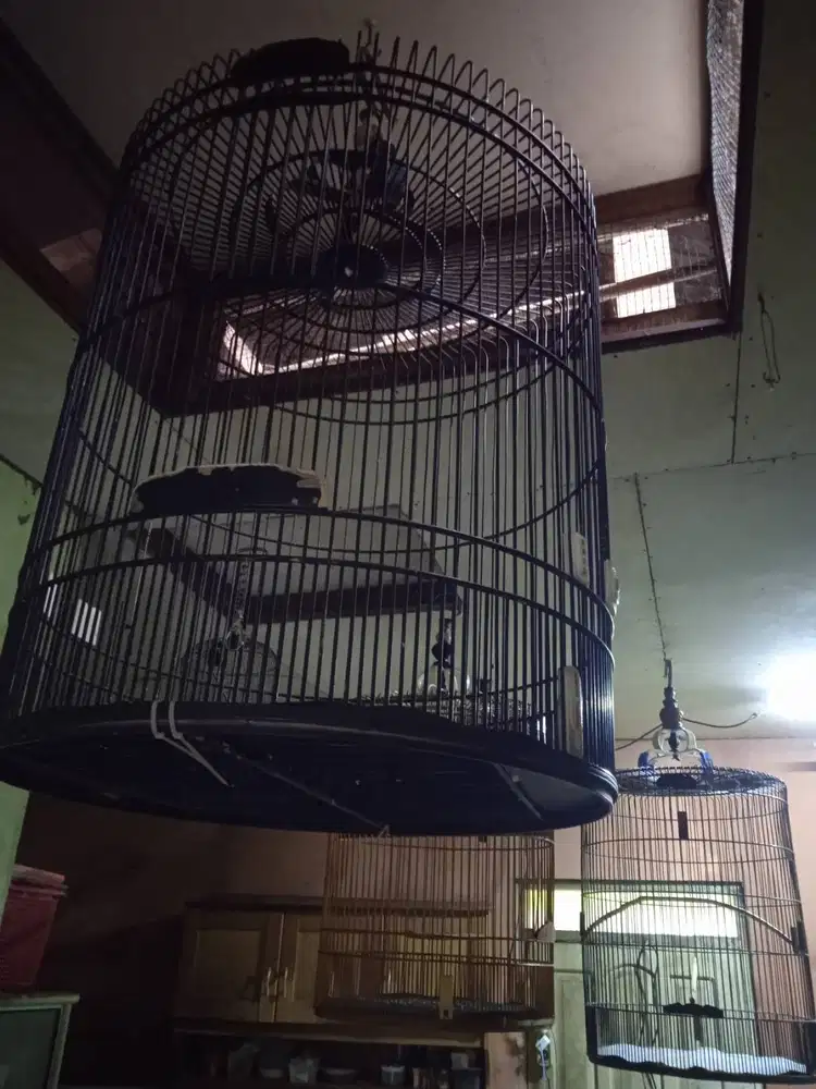 Kandang Murai Non Tebok