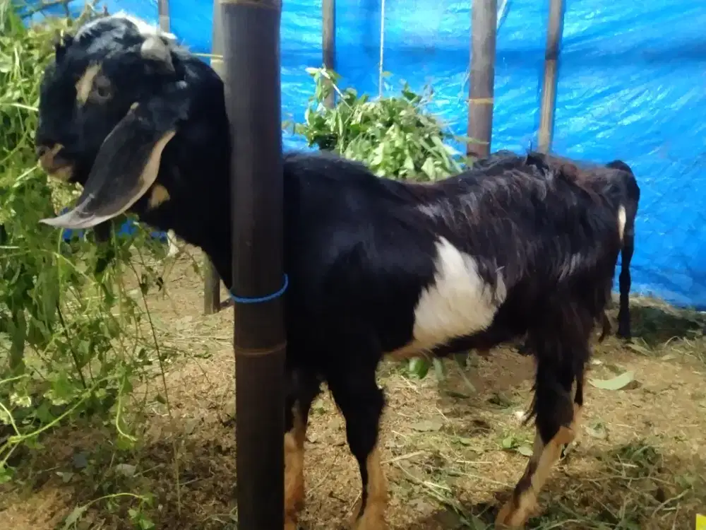 Kambing Aqiqah terbaik 2026