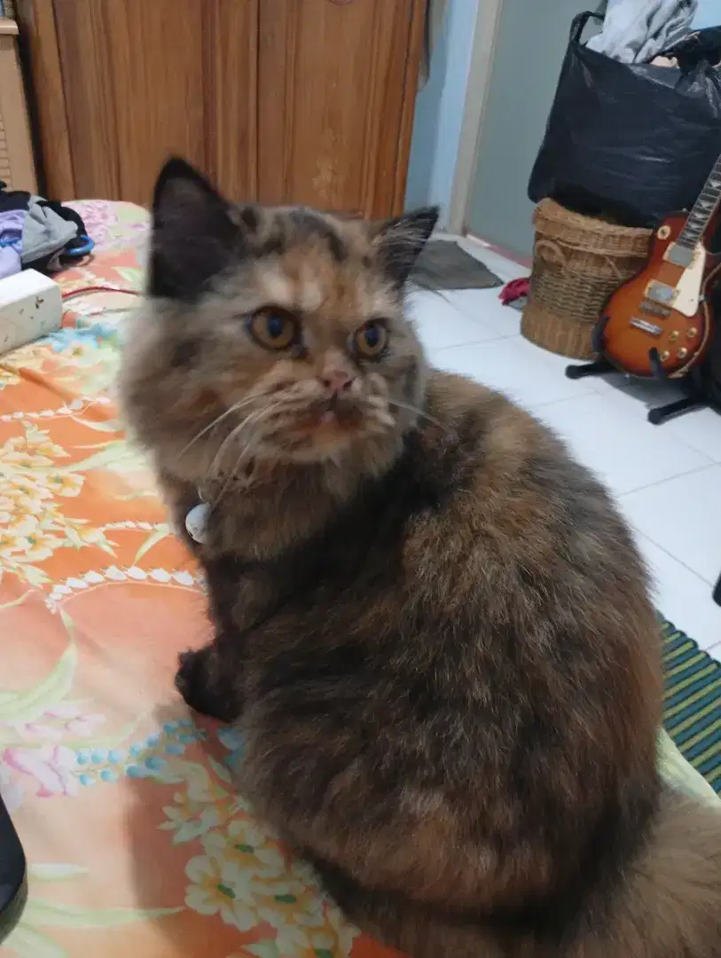 Persian flatnose bigbone