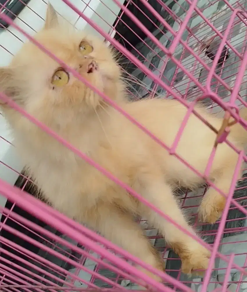 KUCING DEWASA BIRAHI
JANTAN DAN BETINA