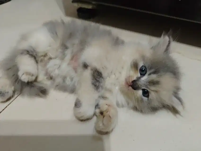 Kucing persia kitten 5 bulan LuCu Lincah