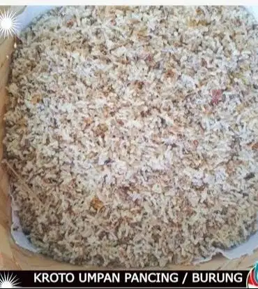 kroto super buat pakan burung fress semut hidup bukan kulkasan