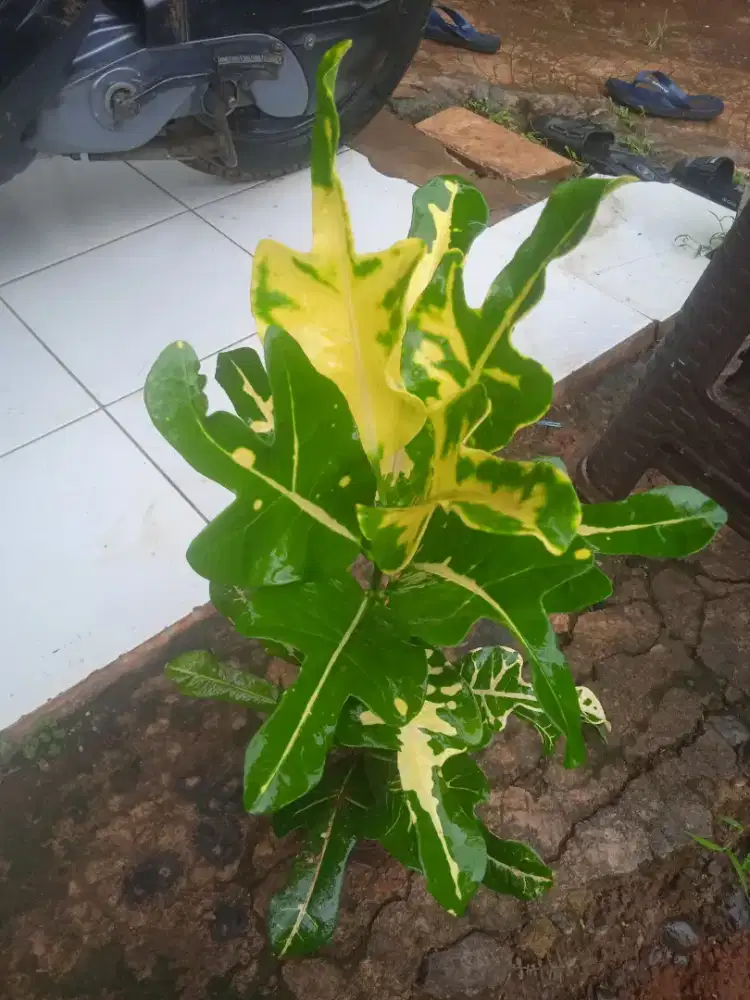 Taman vertikal di dinding rumah