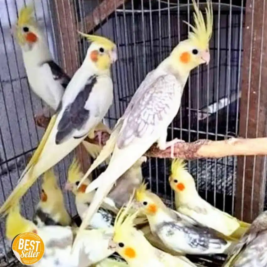 burung falk australia parkit gede banyak pilihan