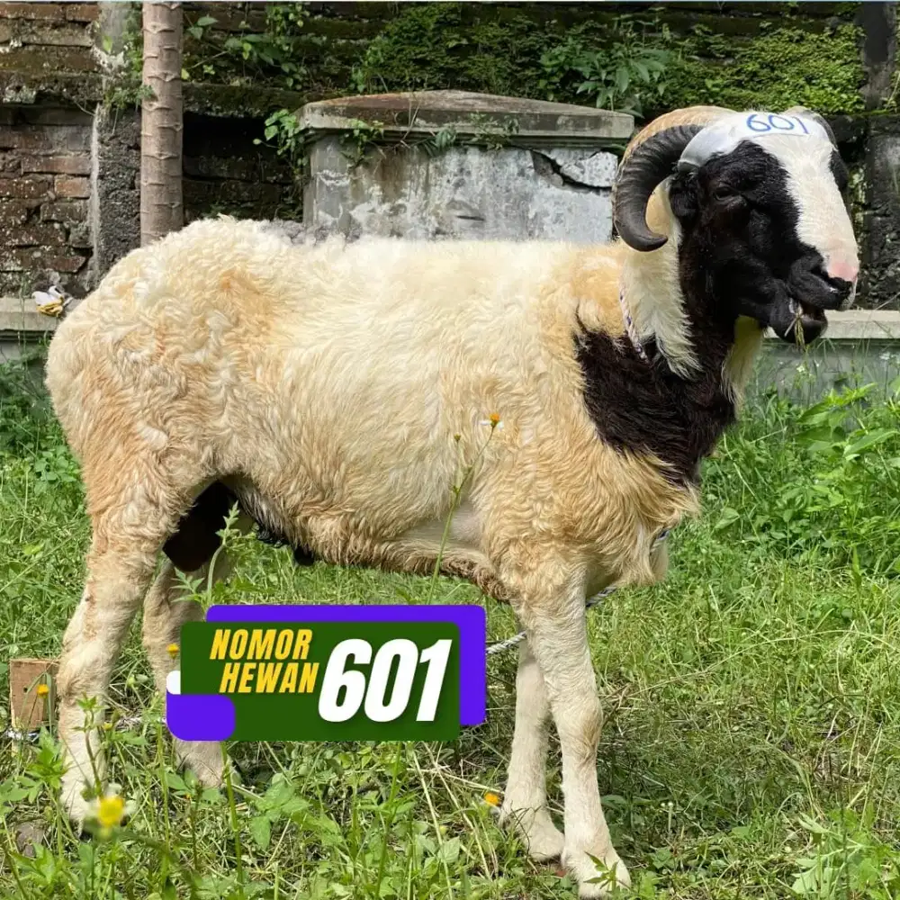 Domba Qurban Sehat Terjangkau