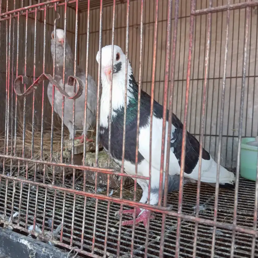 Burung merpati plontang