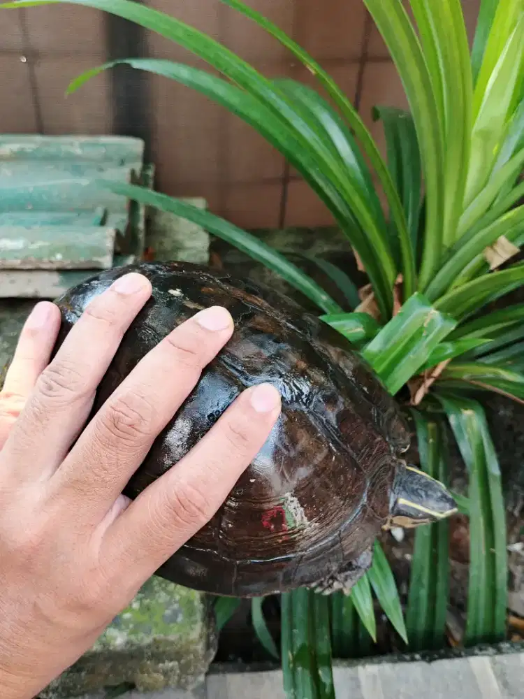 Kura kura batok Ambon indukan