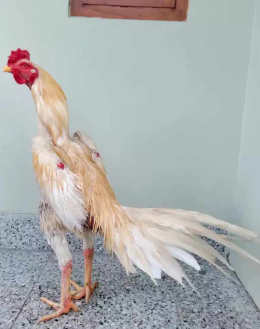 Ayam Bangkok Ekor Lidi Big Size