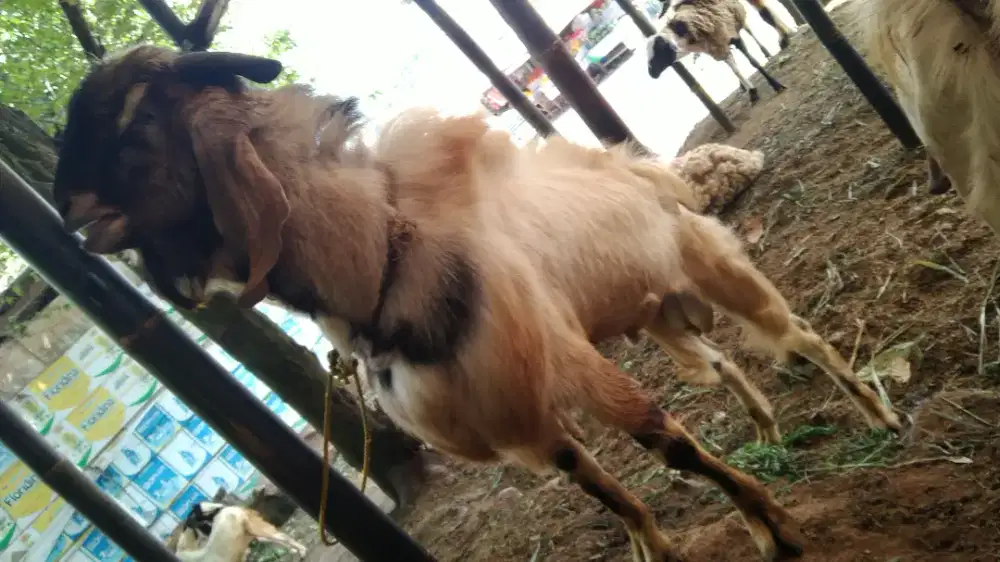 Kambing Aqiqah 2025