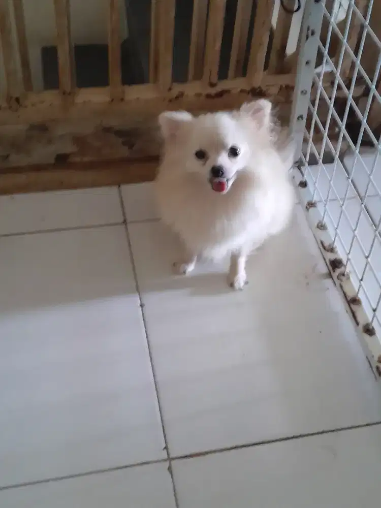 SUPER MINIPOM BETINA STAMBOM
