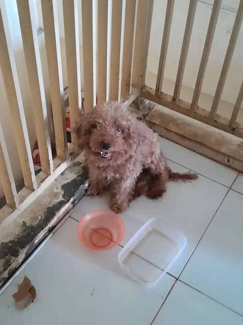POODLE JANTAN JAGO PACAK