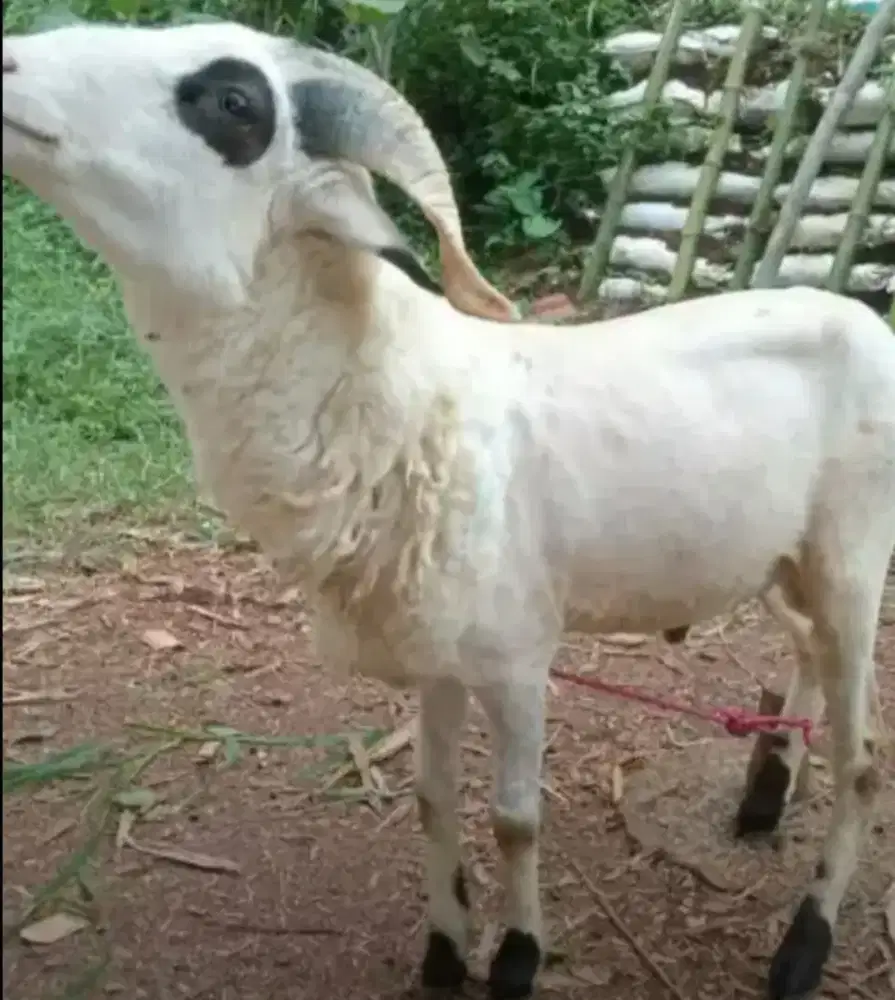 Domba aqiqah padasuka