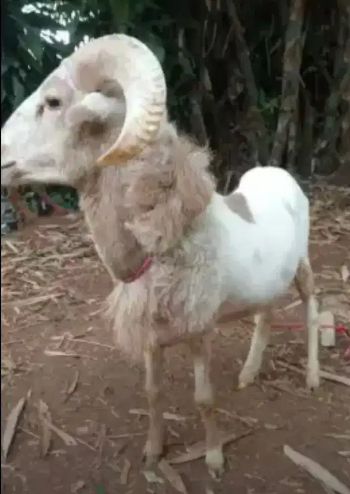 Domba aqiqah padasuka