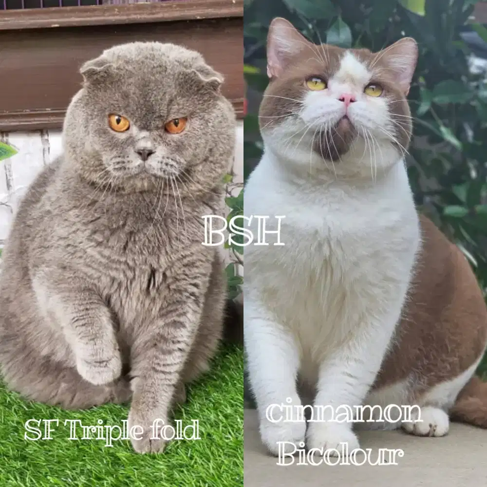 Jasa pacak Kucing British shorthair SF Triple fold BSH cinnamon