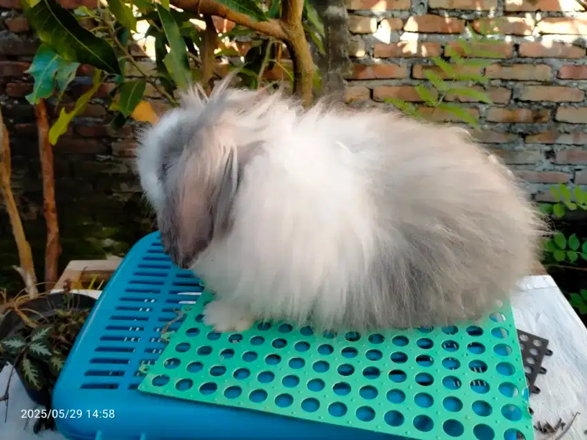 Kelinci hias Fuzzy Loop