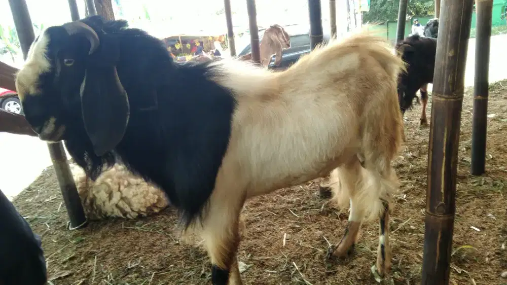 Kambing aqiqah dan nazar terbaik 2025