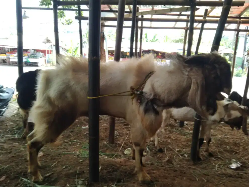Kambing Aqiqah Qurban terbaik 2026