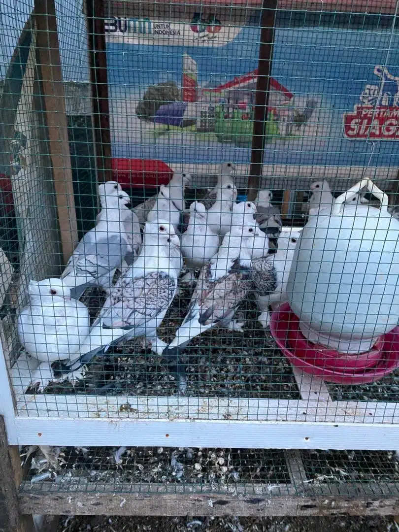 Merpati hias santinet