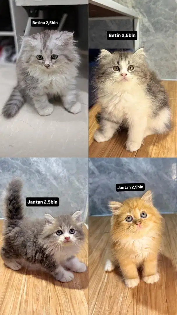 Lepas adopsi kucing