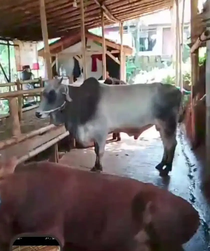 Sapi qurban sehat
