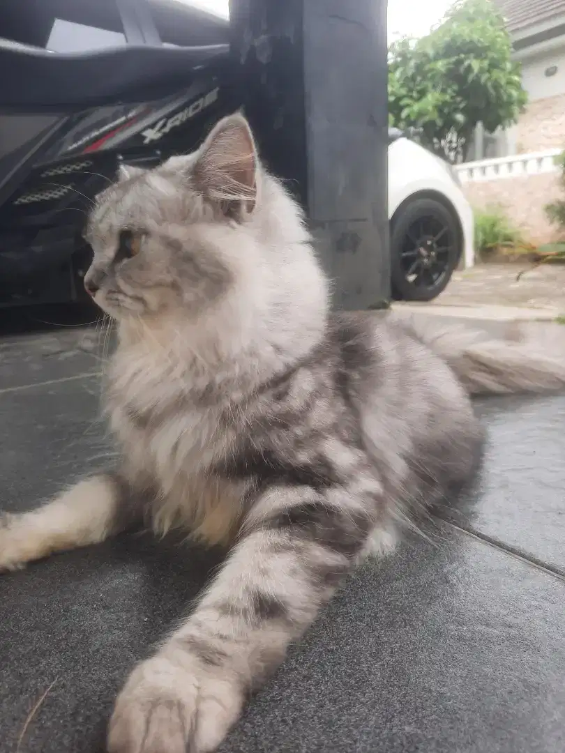Gratis Kucing Persia Jantan