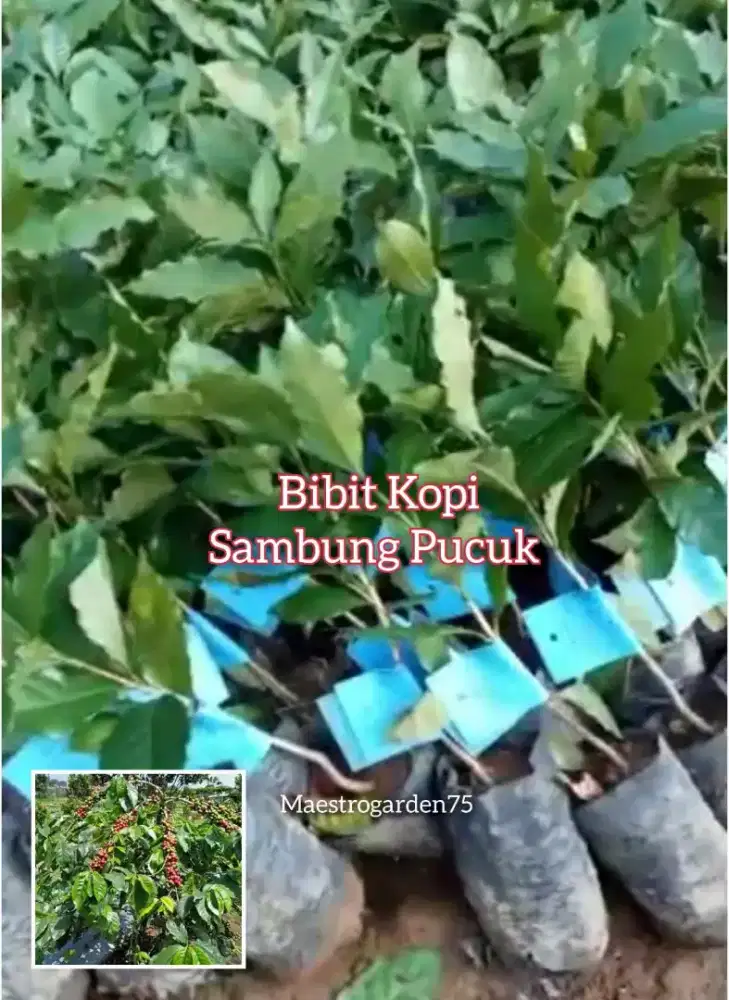 Kopi Bibit Sambung Pucuk Tinggi 50 cm
