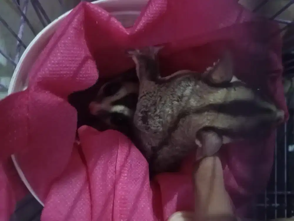 sugar glider classic grey